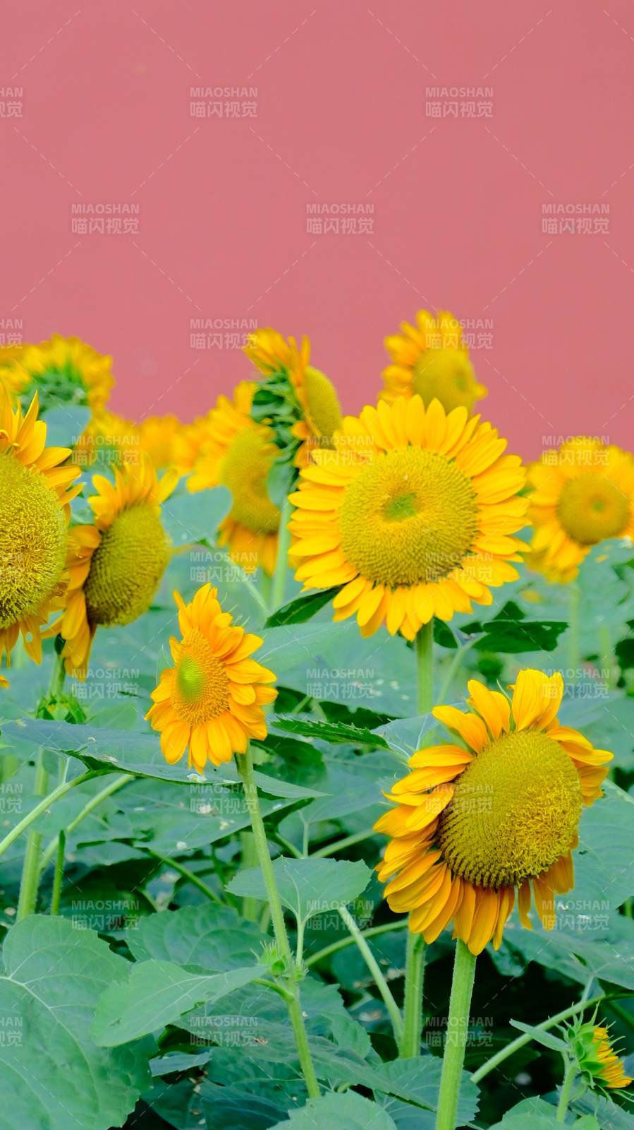 向日葵与粉红背景的和谐美图片