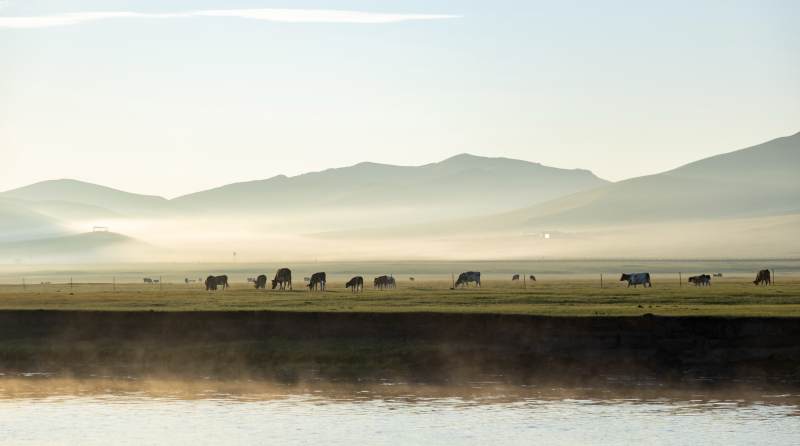 晨雾中的草原牛群图片