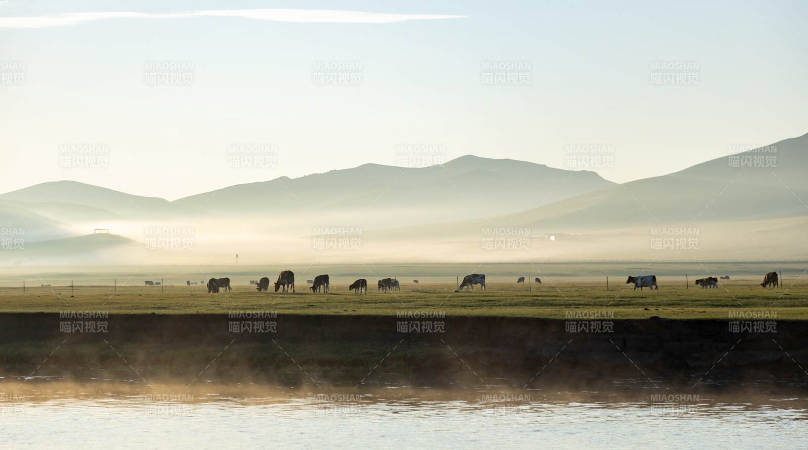 晨雾中的草原牛群图片