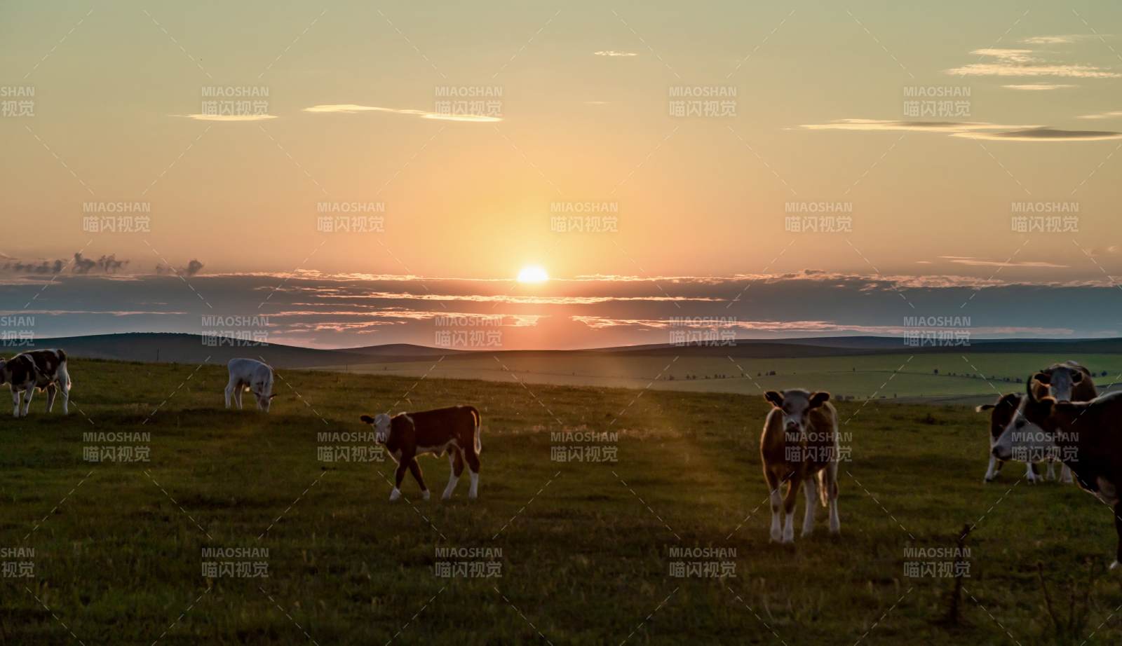 草原夕阳下的牛群图片