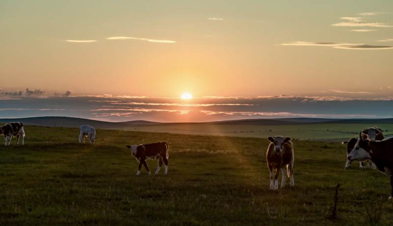 草原夕阳下的牛群图片