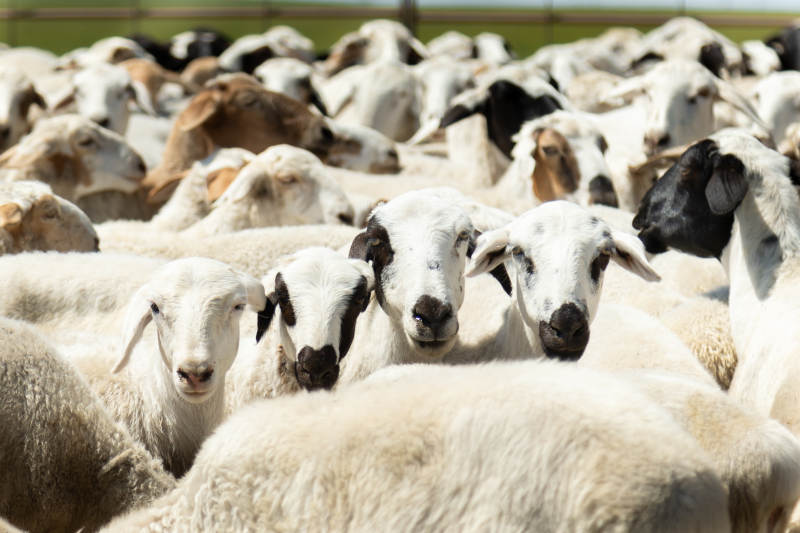 羊群聚集在阳光下图片