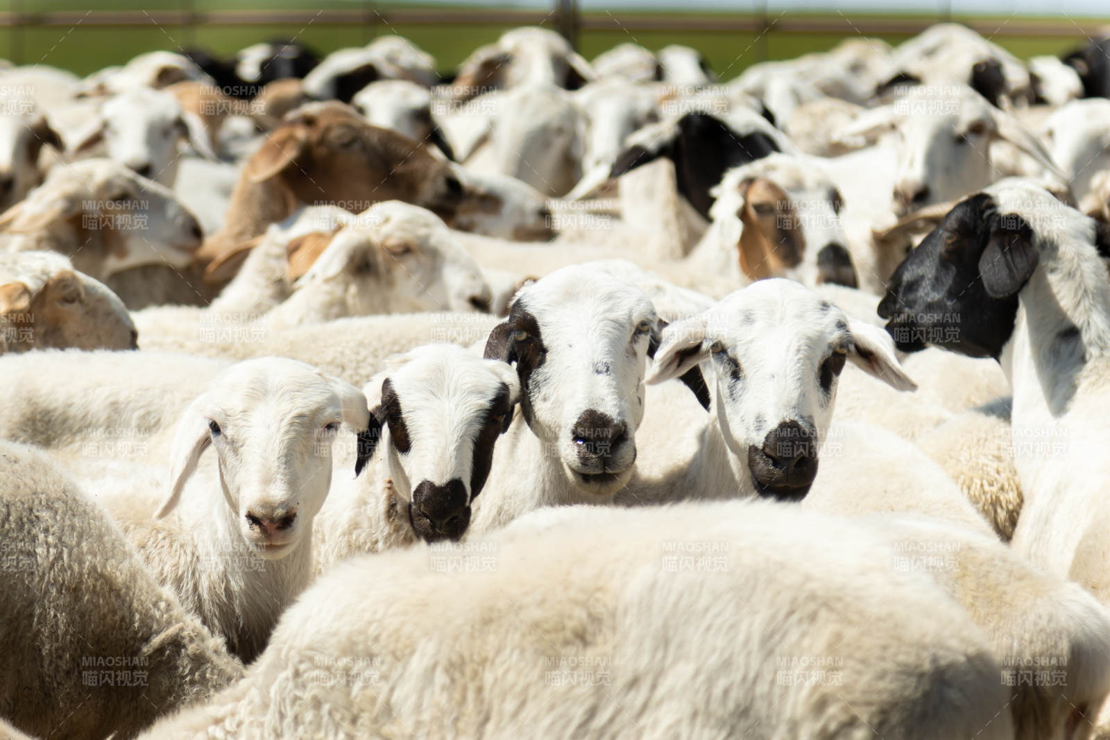 羊群聚集在阳光下图片