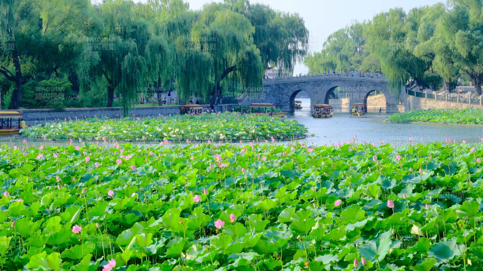 荷塘映桥 绿意盎然-北海公园图片