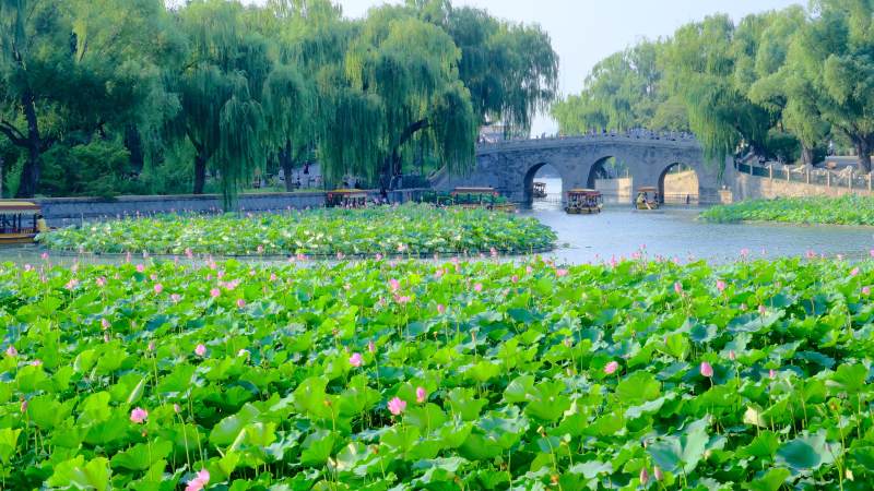 荷塘映桥 绿意盎然-北海公园图片