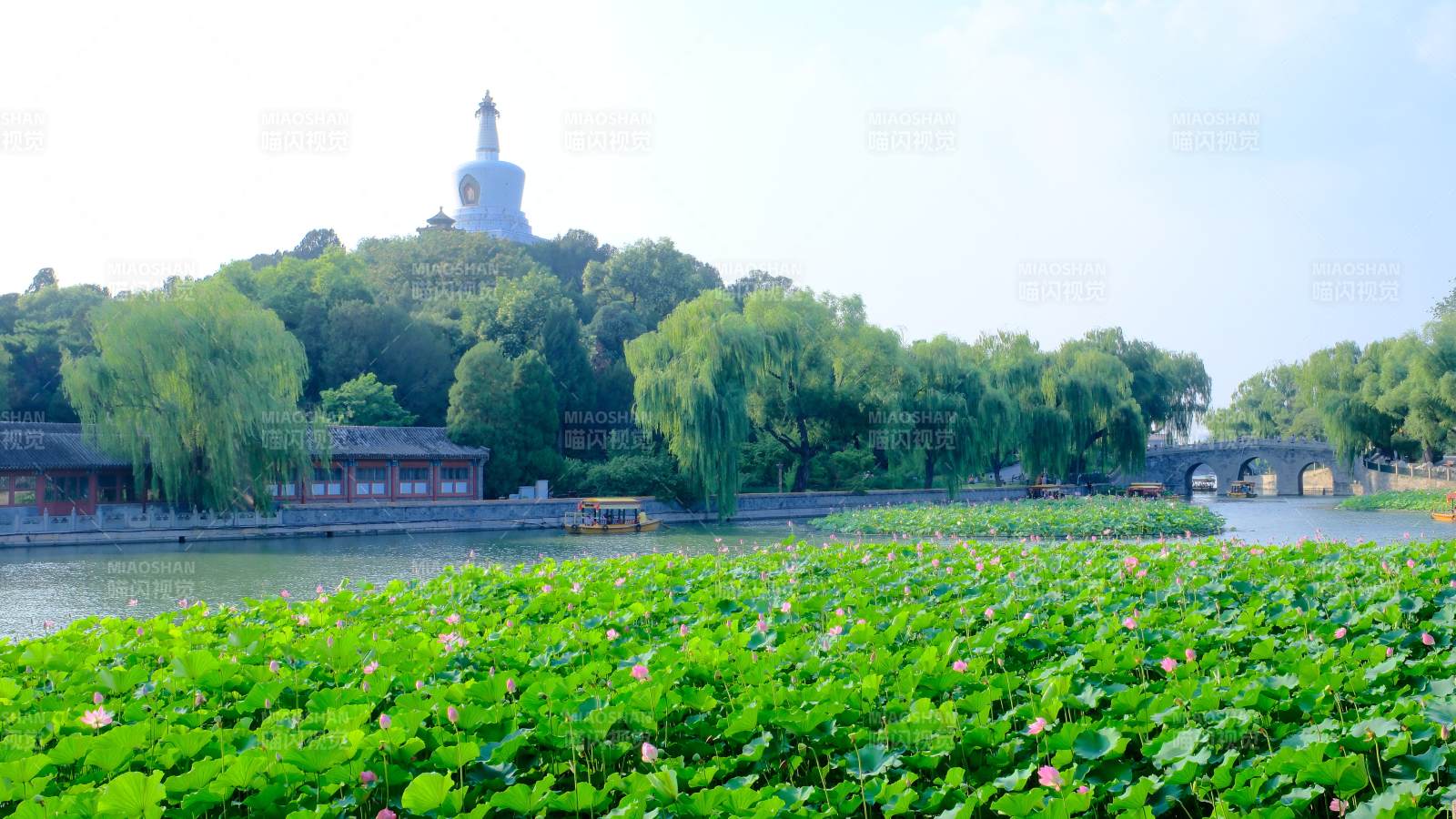 北海公园荷花与白塔图片