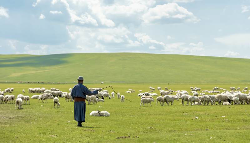 草原牧羊人与羊群图片