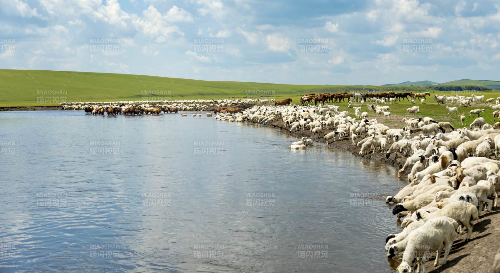 草原羊群饮水图图片