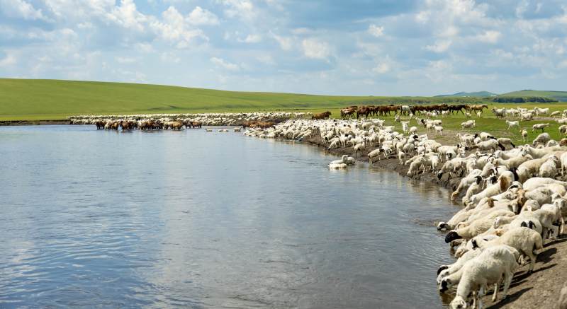 草原羊群饮水图图片