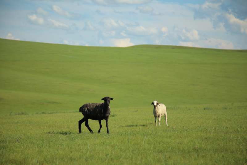 草原上的两只羊图片