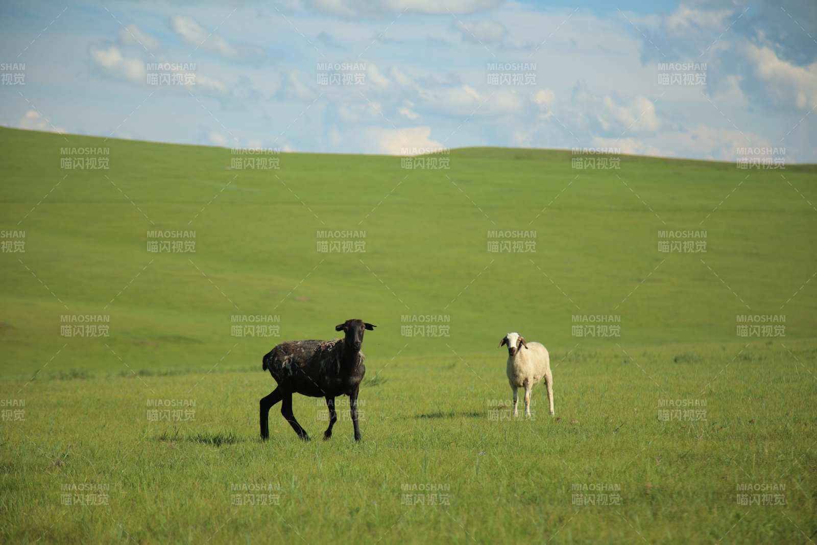 草原上的两只羊图片