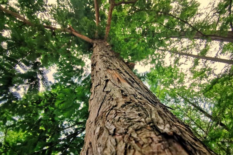 仰望大树 绿叶成荫图片