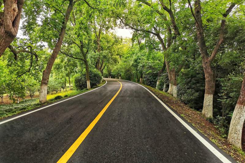 林荫小道 绿树成荫图片