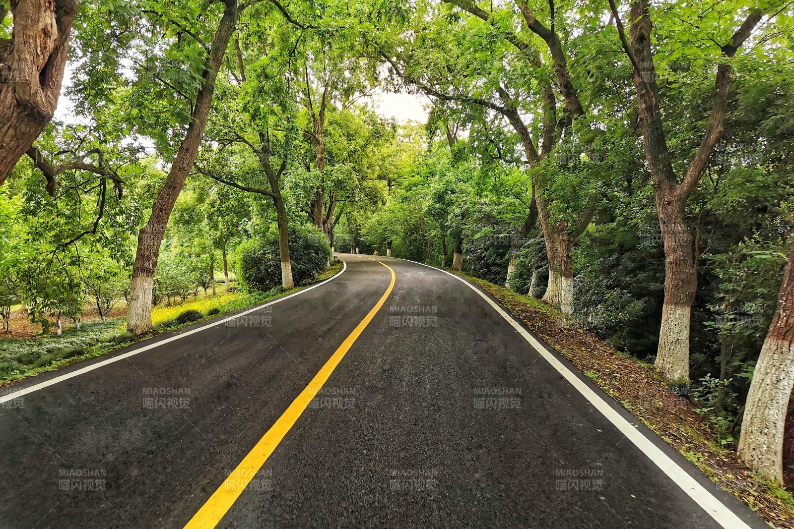 林荫小道 绿树成荫图片