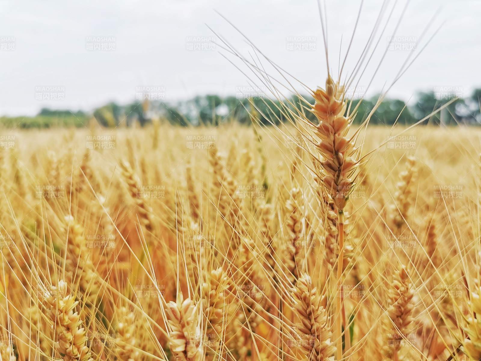 金黄麦田 丰收在望图片