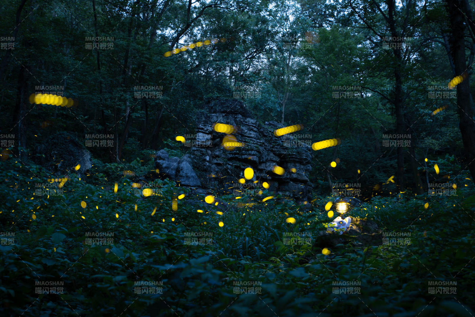 萤火虫在森林中闪烁图片