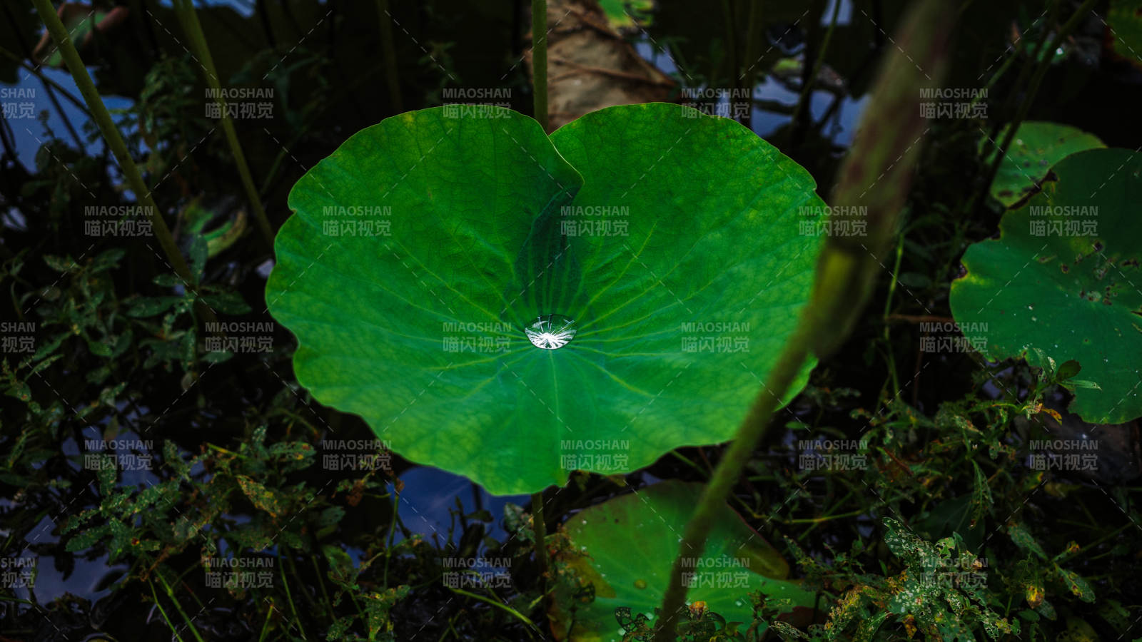 荷叶上的露珠图片