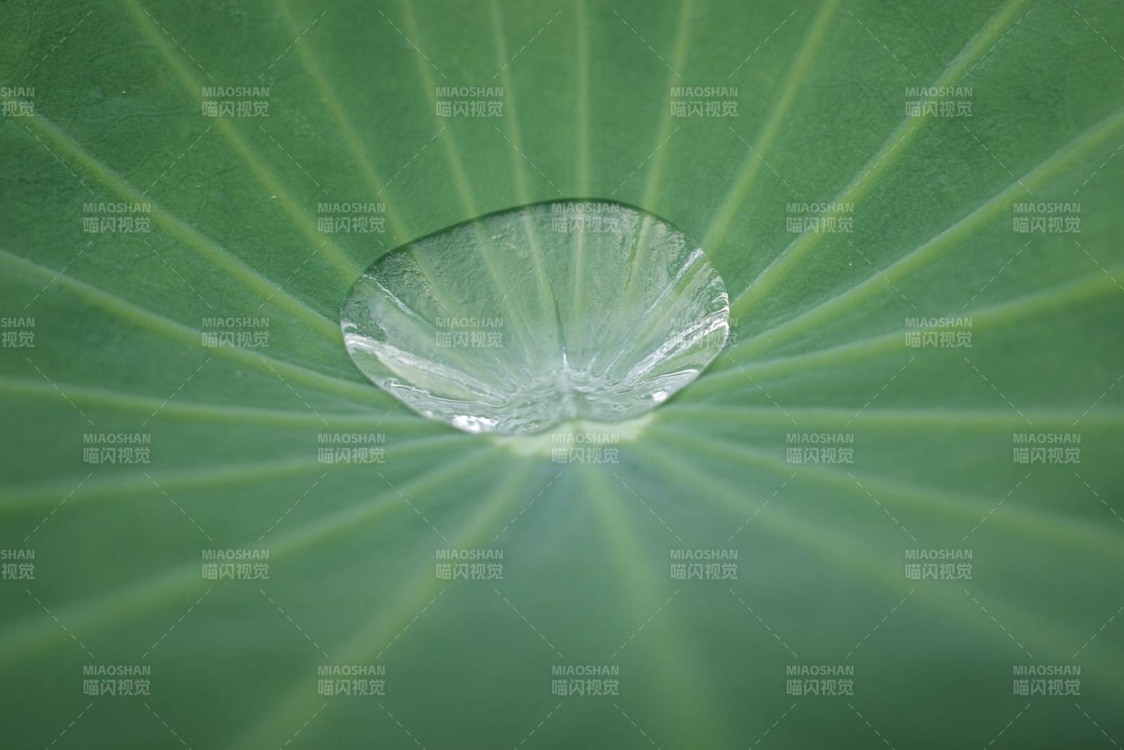 荷叶上的水滴图片