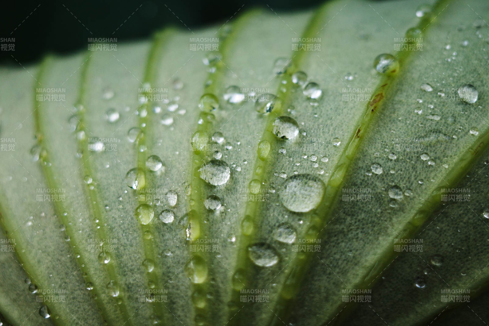 叶脉上的露珠晶莹剔透图片