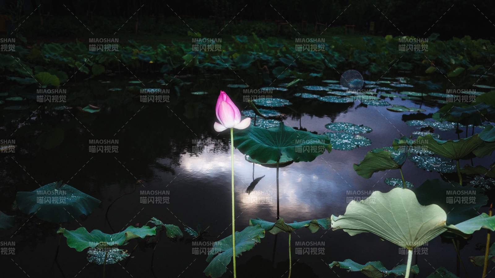 月下荷花静谧美图片