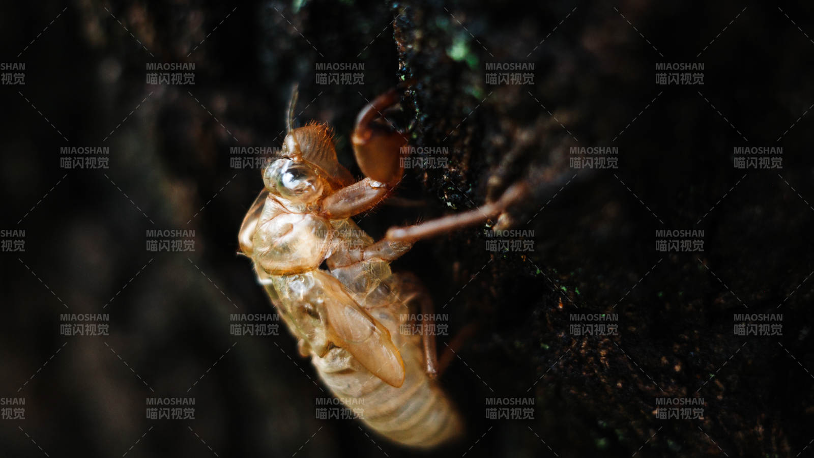蝉蜕壳的瞬间特写图片