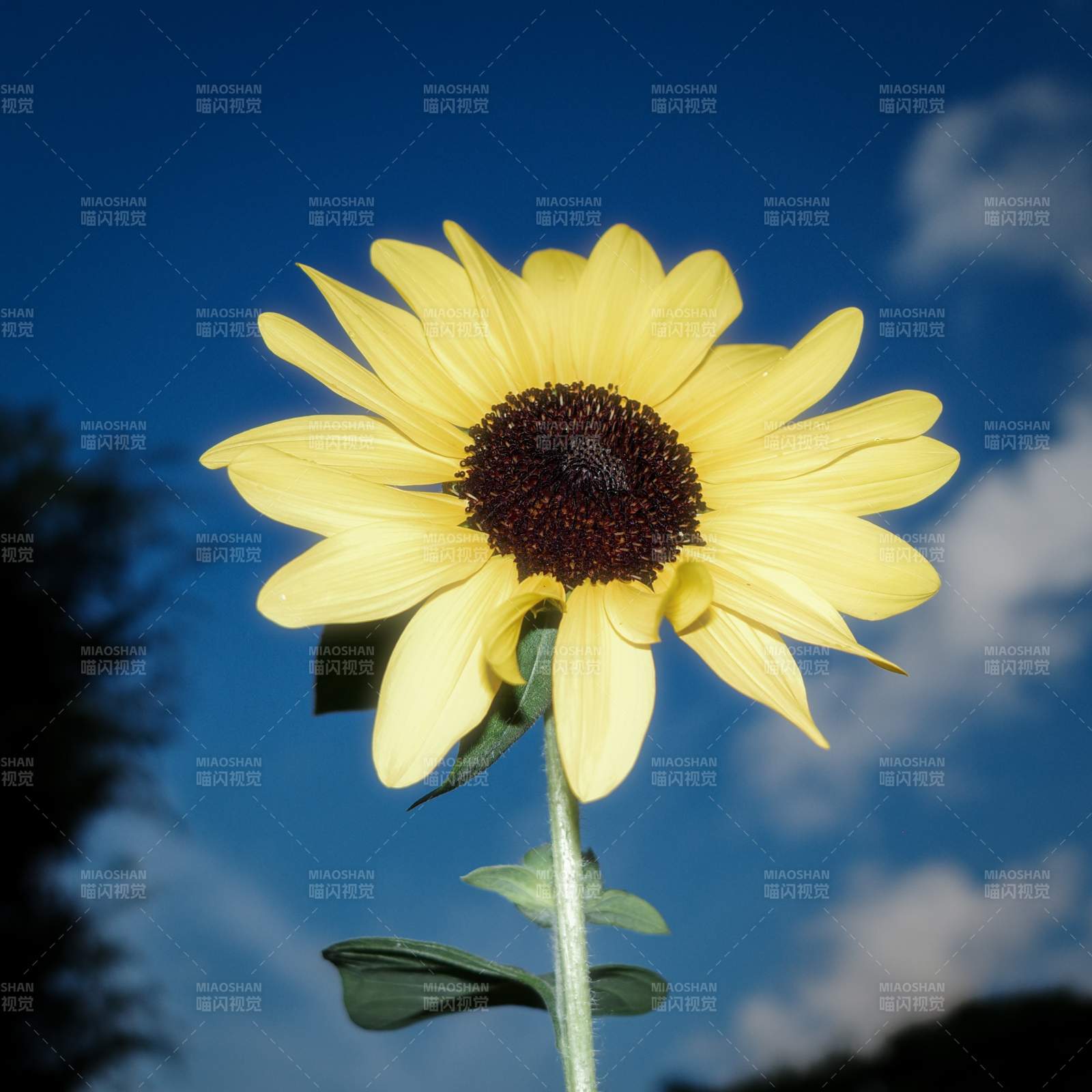 向日葵与蓝天白云图片