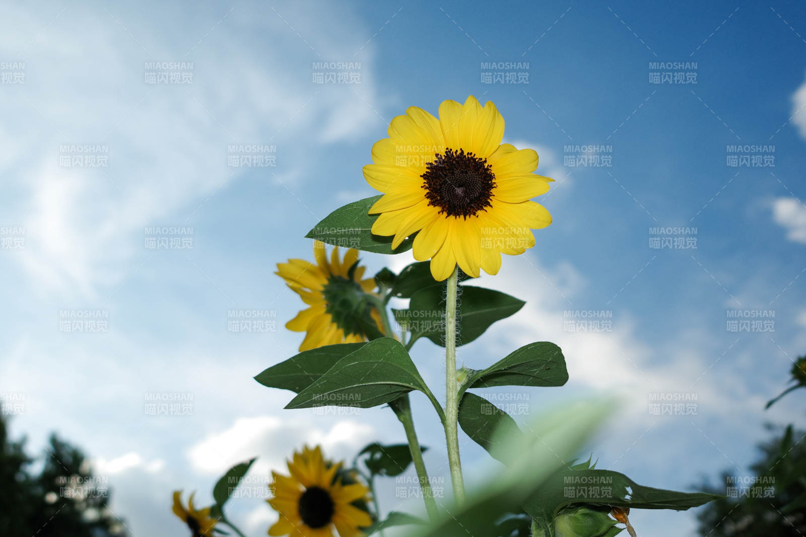 向日葵与蓝天白云图片