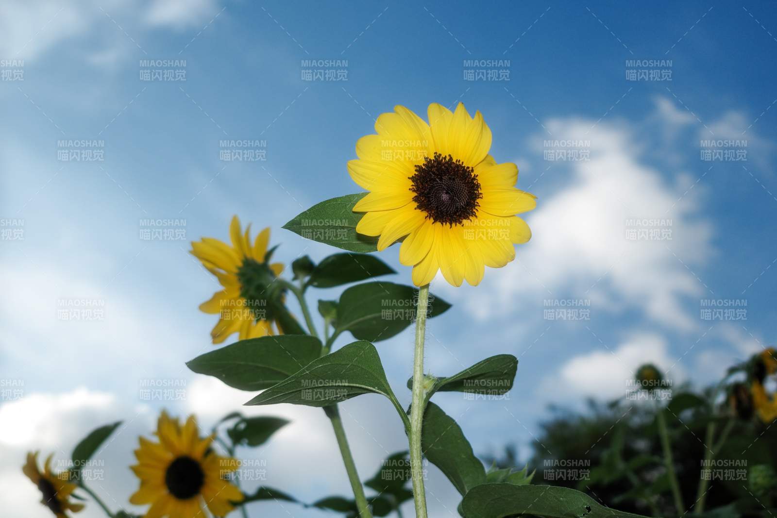 向日葵与蓝天白云图片