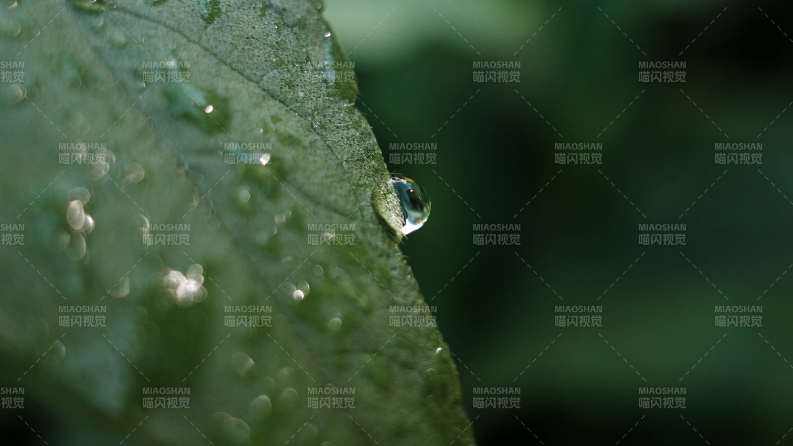 叶尖水滴 清新自然图片