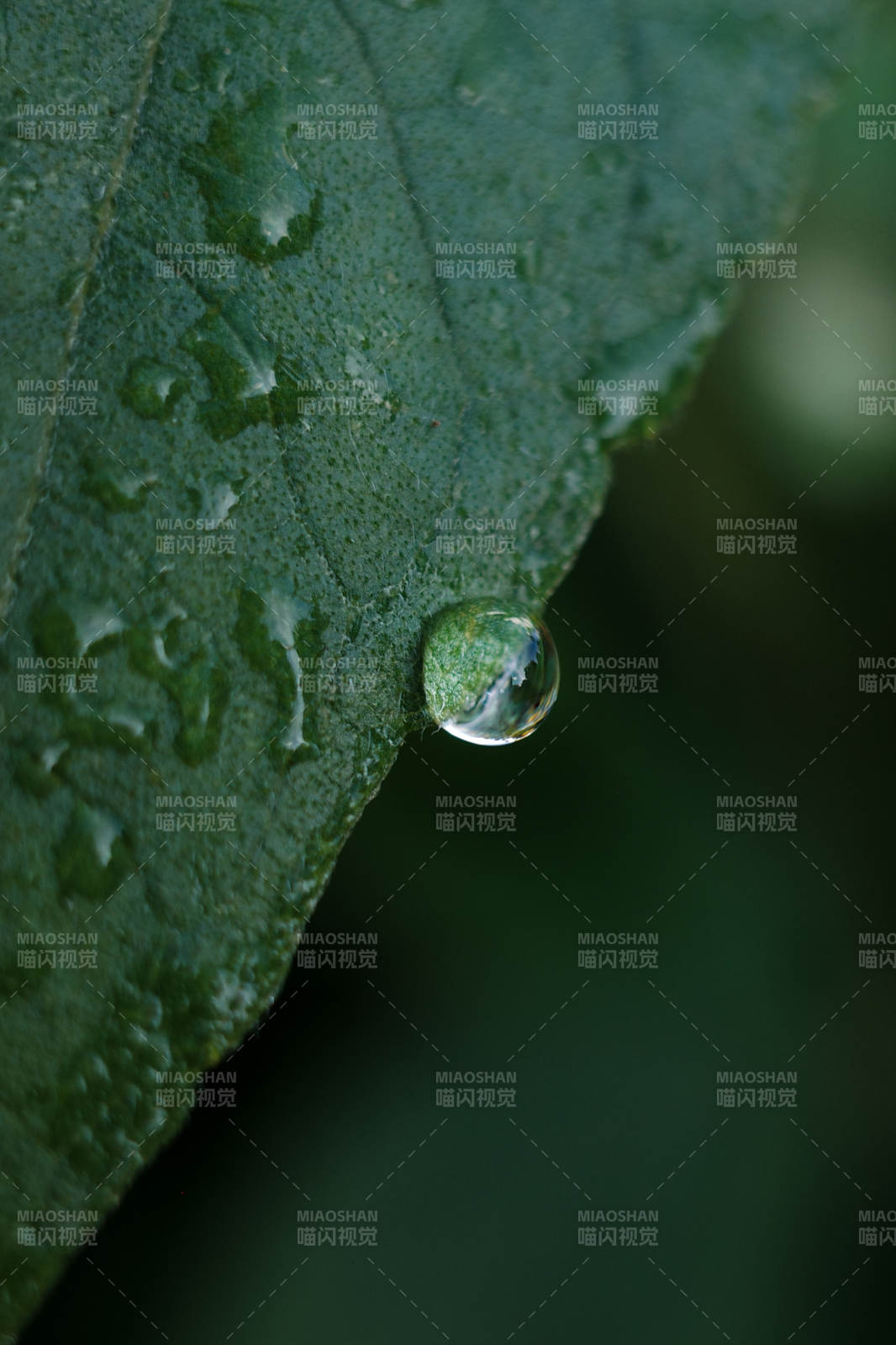 叶尖水滴 自然之美图片
