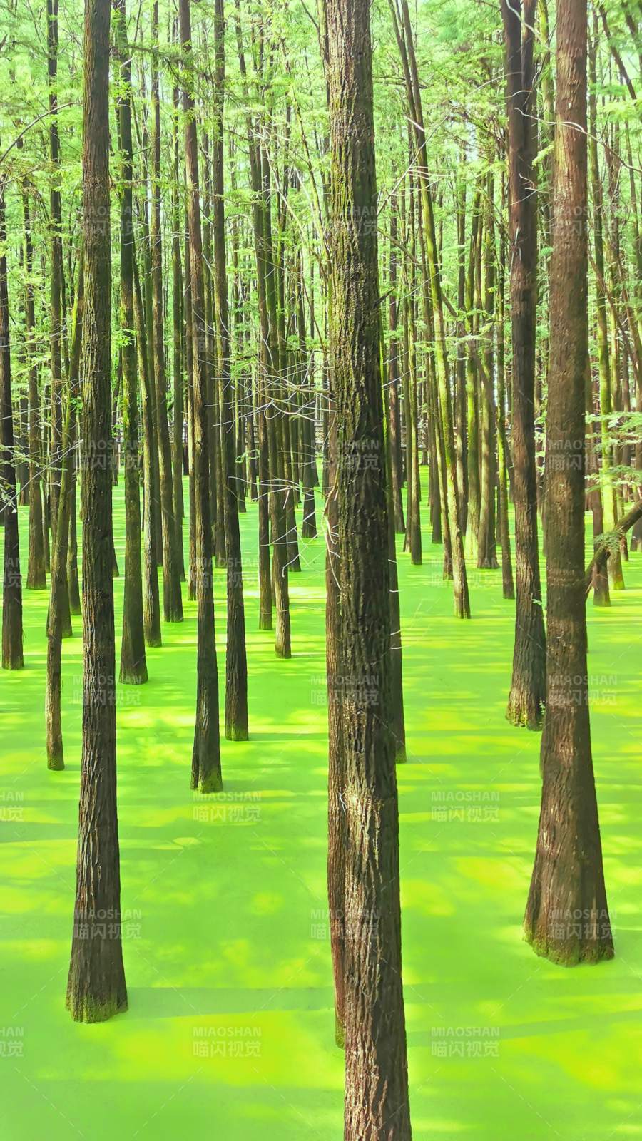 绿意盎然的森林仙境图片