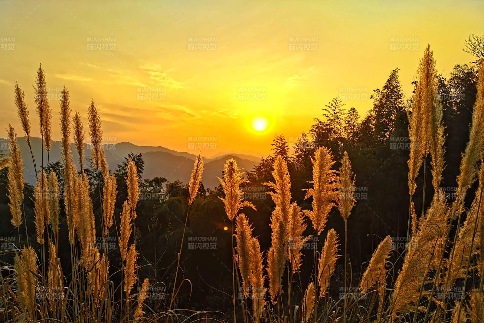 夕阳下的芦苇丛图片