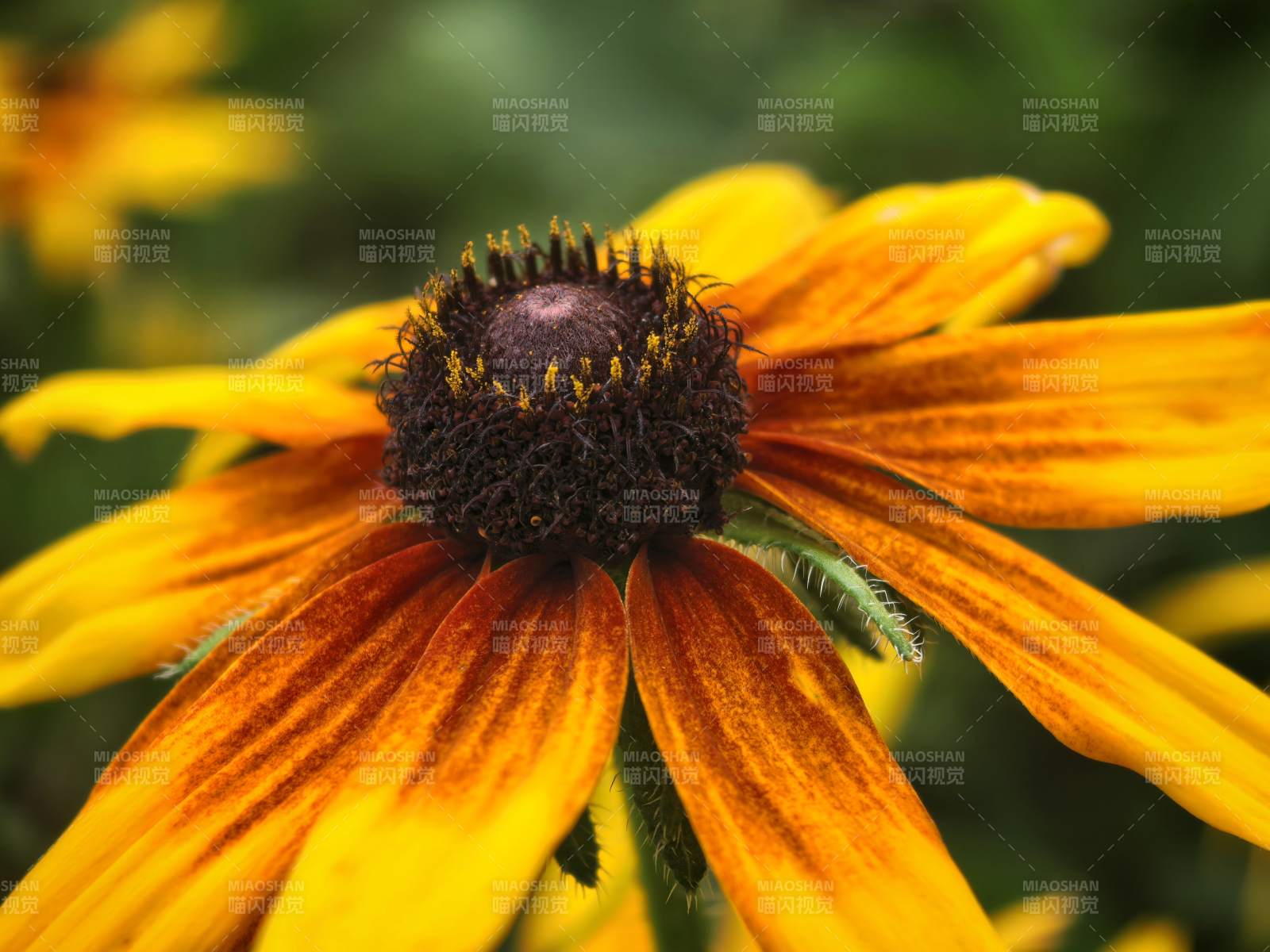 向日葵上的小绿虫图片