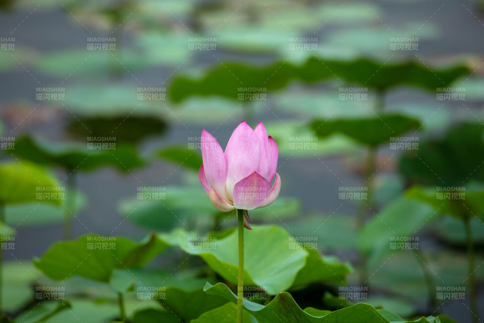 池塘中的粉色莲花图片