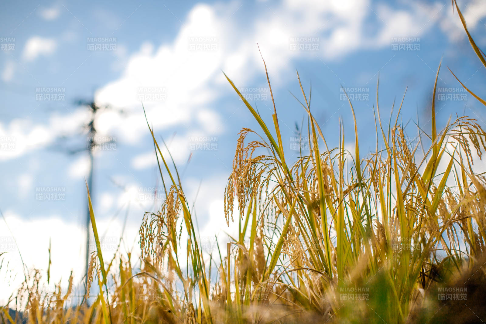 金黄稻田 蓝天白云图片
