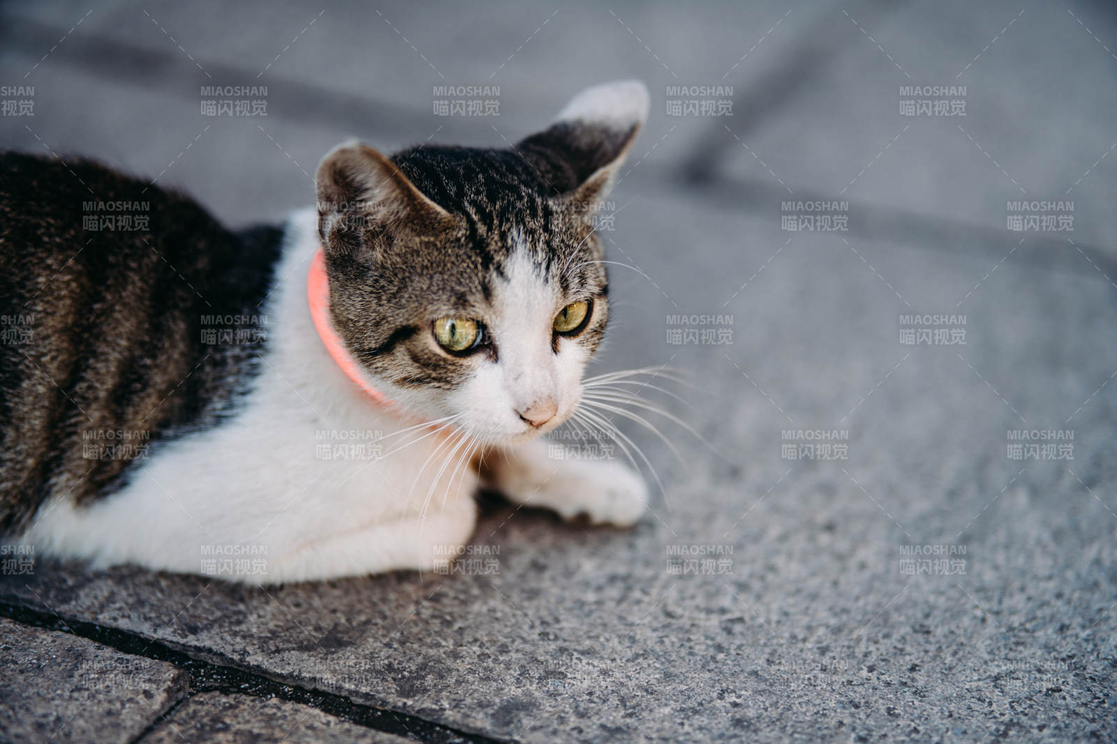 街边猫咪的悠闲时光图片