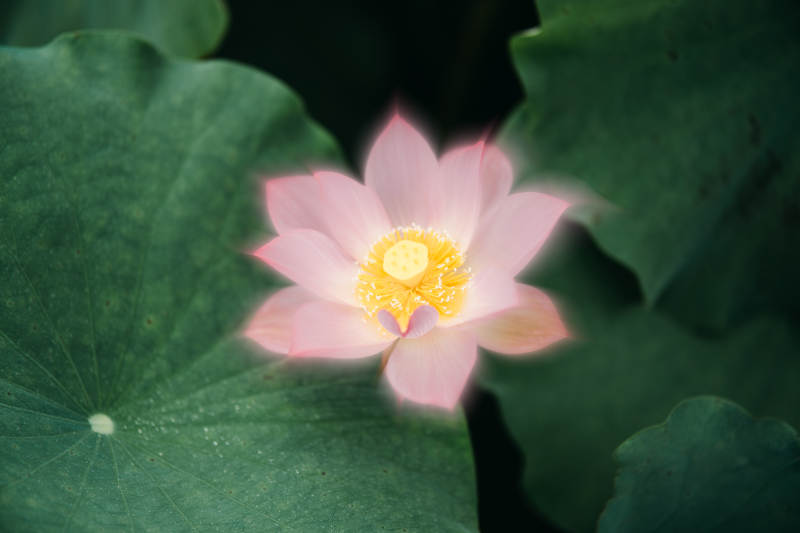 莲花绽放 静谧之美图片