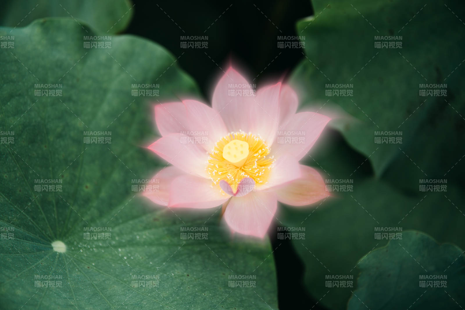 莲花绽放 静谧之美图片