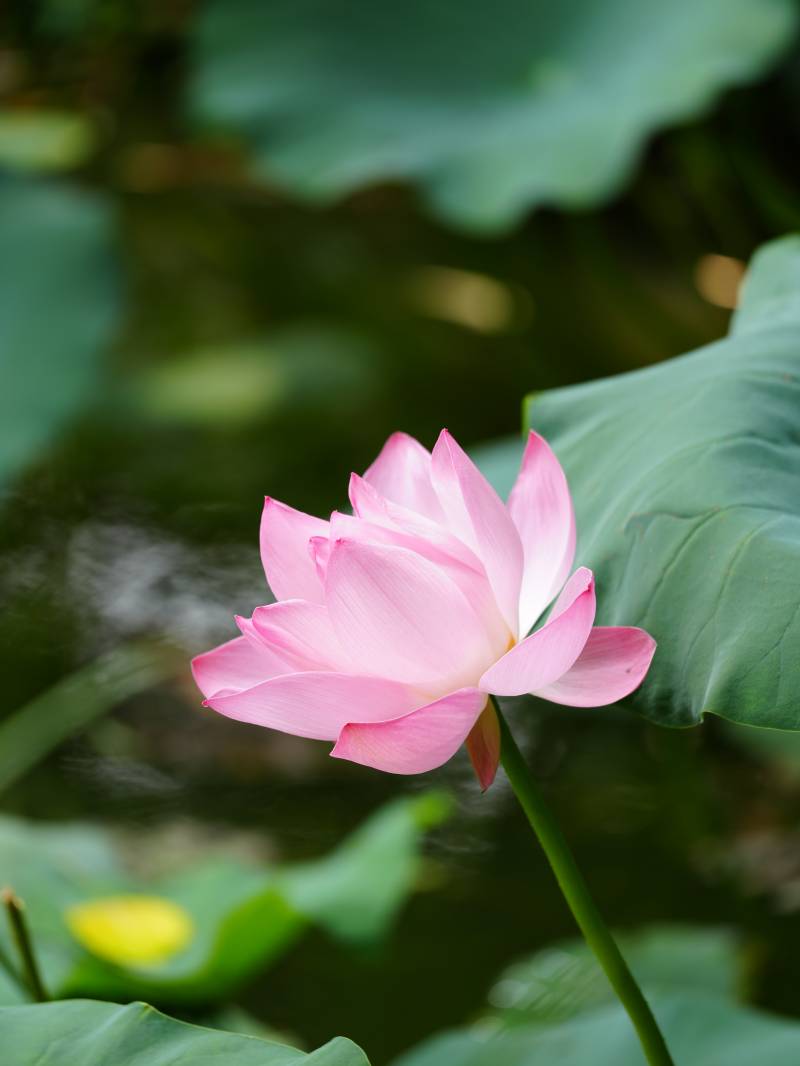 池塘中的粉色莲花图片