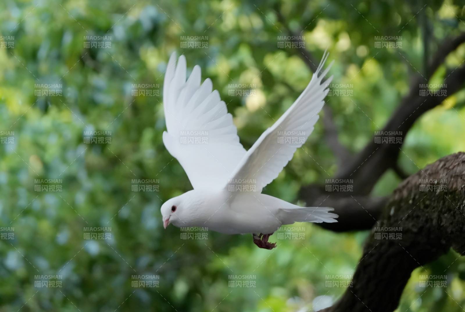 飞翔的白鸽图片