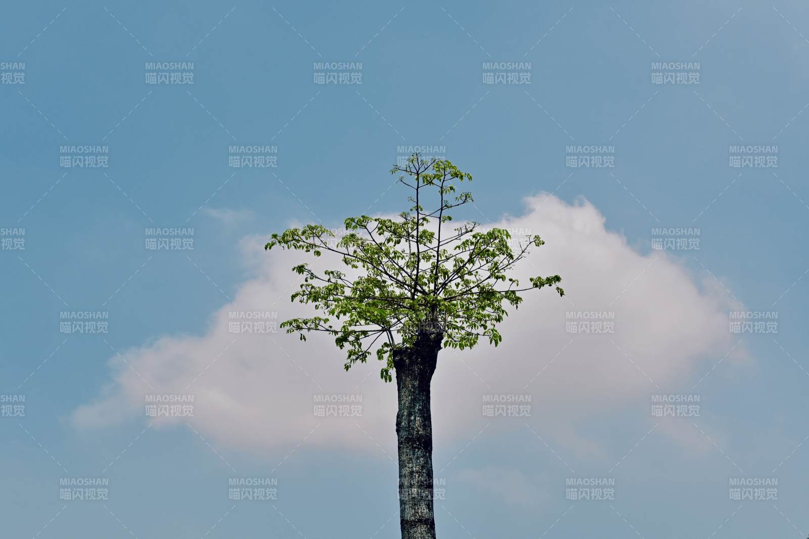 孤树蓝天白云间图片