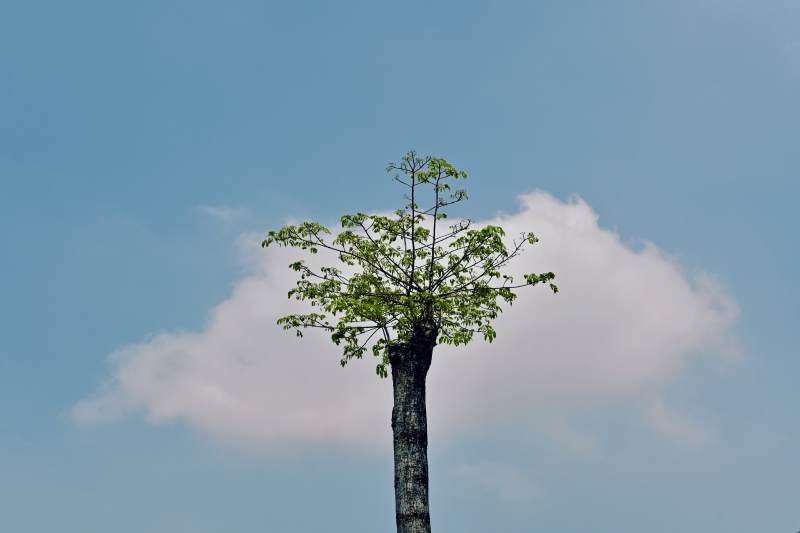 孤树蓝天白云间图片