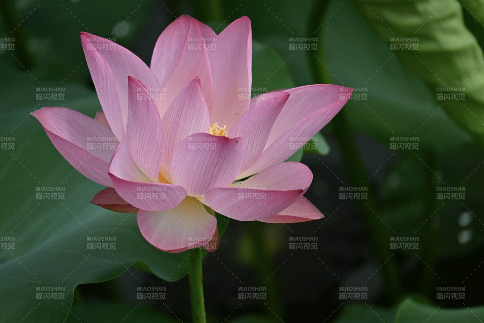 粉色荷花绽放水中图片