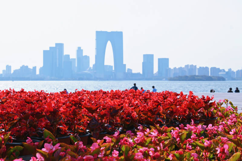 金鸡湖畔花海映苏州天际线图片