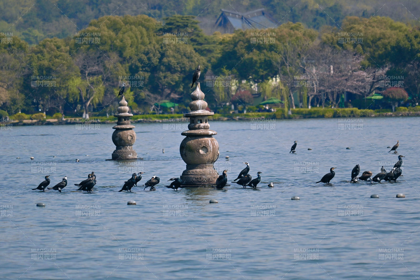 杭州西湖三潭印图片