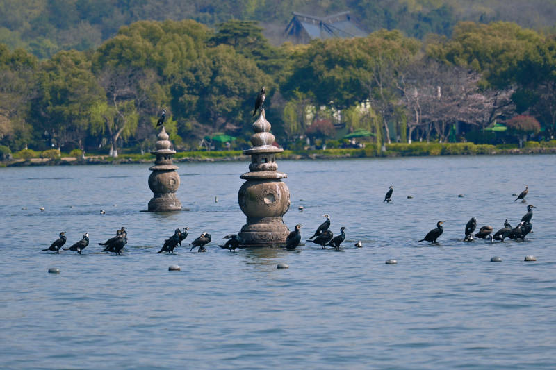 杭州西湖三潭印图片