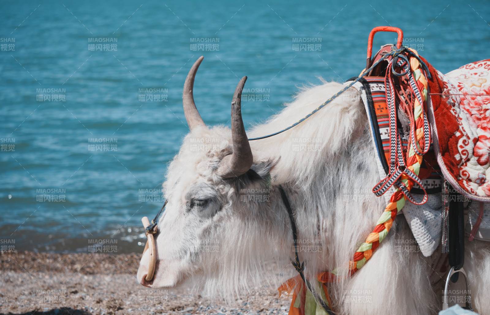 湖畔的牦牛图片