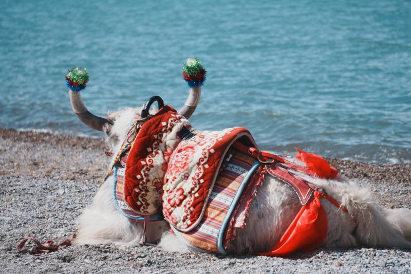 牦牛与彩色鞍袋图片