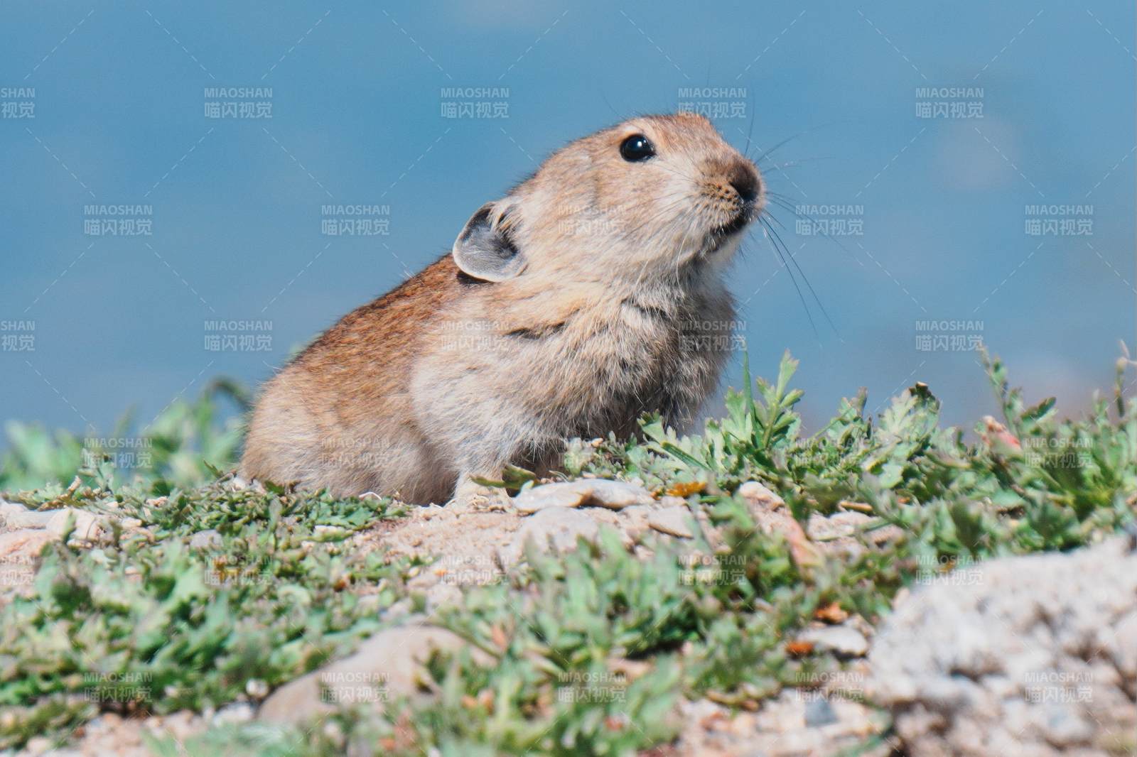 高原鼠兔在草地上图片