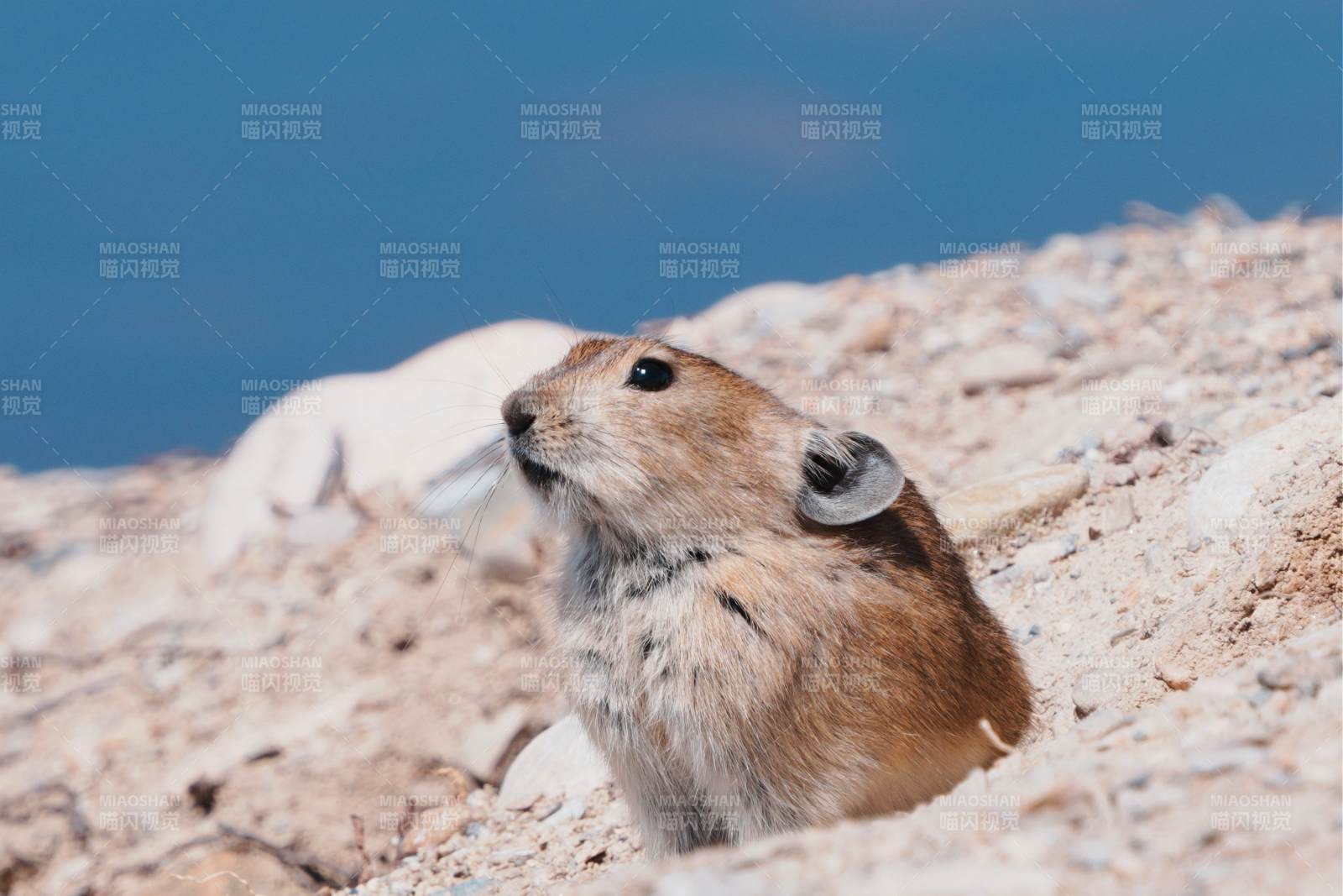 高原鼠兔在岩石上休息图片